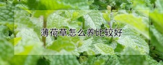 薄荷草怎么养比较好,第1图