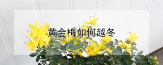 黄金梅如何越冬,第1图