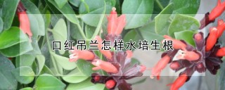 口红吊兰怎样水培生根,第1图