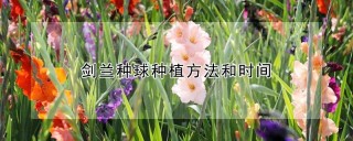 剑兰种球种植方法和时间,第1图