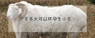 羊多大可以怀孕生小羊,第1图