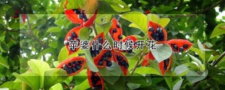 苹婆什么时候开花,第1图