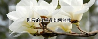 刚买的玉兰花如何盆栽,第1图