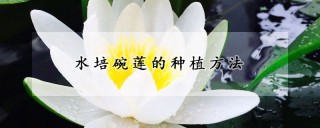 水培碗莲的种植方法,第1图