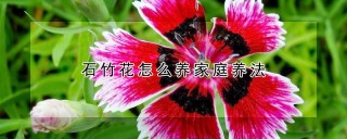 石竹花怎么养家庭养法,第1图