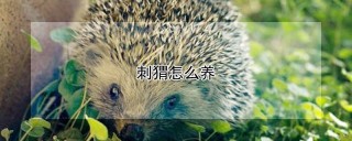 刺猬怎么养,第1图