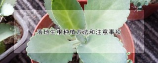 落地生根种植方法和注意事项,第1图