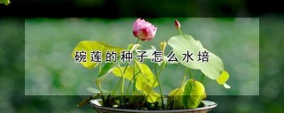 碗莲的种子怎么水培,第1图