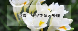 香雪兰开完花怎么处理,第1图