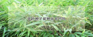 毛竹种子能种出毛竹吗,第1图