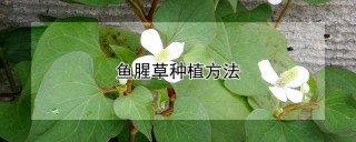 鱼腥草种植方法,第1图