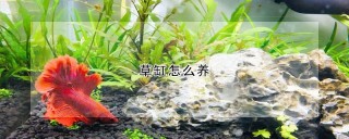 草缸怎么养,第1图