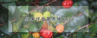 红果仔盆景养殖方法,第1图