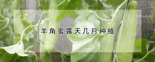 羊角蜜露天几月种植,第1图