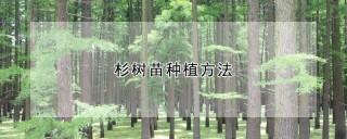 杉树苗种植方法,第1图