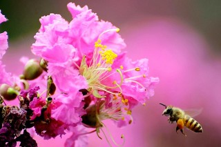 紫薇花枝条怎么水培,第3图