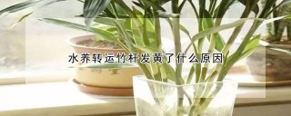 水养转运竹杆发黄了什么原因,第1图