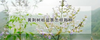 黄荆树桩盆景怎样栽种,第1图