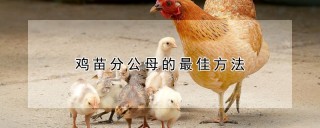 鸡苗分公母的最佳方法,第1图