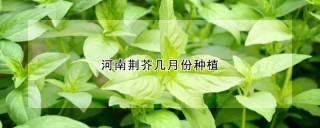 河南荆芥几月份种植,第1图