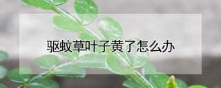 驱蚊草叶子黄了怎么办,第1图