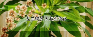 龙血树冬天怎么浇水,第1图