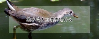 黑水鸡人工喂养吃什么,第1图