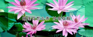 睡莲花怎么养 放在花瓶,第1图