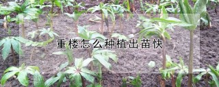 重楼怎么种植出苗快,第1图