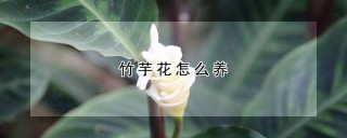 竹芋花怎么养,第1图