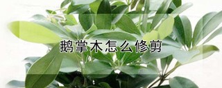 鹅掌木怎么修剪,第1图