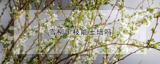 雪柳干枝能土培吗,第1图