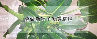 金钻新叶子发黄腐烂,第1图