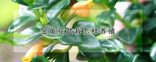 金鱼花盆栽怎样养殖,第1图