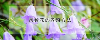 风铃花的养殖方法,第1图