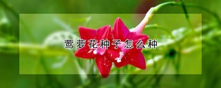 莺萝花种子怎么种,第1图