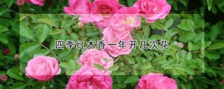 四季红木香一年开几次花,第1图