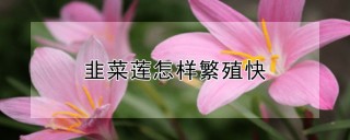 韭菜莲怎样繁殖快,第1图