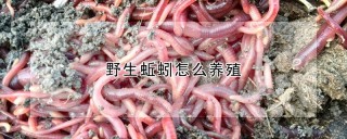 野生蚯蚓怎么养殖,第1图