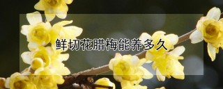 鲜切花腊梅能养多久,第1图