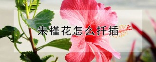 朱槿花怎么扦插,第1图