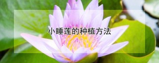 小睡莲的种植方法,第1图