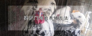 婆罗门鸡的养殖方法,第1图