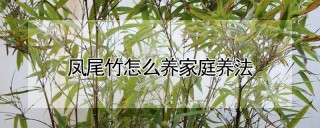 凤尾竹怎么养家庭养法,第1图