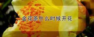 金花茶什么时候开花,第1图