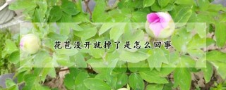 花苞没开就掉了是怎么回事,第1图