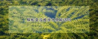 蜈蚣草没根放水里能活吗,第1图