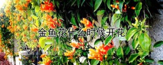 金鱼花什么时候开花,第1图