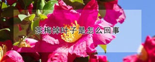 茶梅掉叶子是怎么回事,第1图