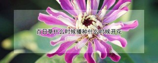 百日草什么时候播种什么时候开花,第1图